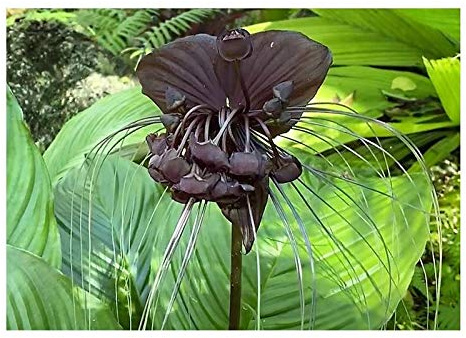 Stk - 5x Tacca Chantrieri Black Fledermausblume Garten Pflanzen - Samen B332 - Seeds & Plants Shop by Ipsa