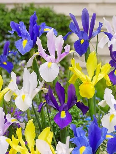 Sommerblumen Blumenzwiebeln Mehrjährig, bunte Blütenpracht. Echte Pflanzen aus Holland, kein Samen, für Garten & Töpfe. Gladiolen Calla Begonien Zierlauch Lilien Mix (10, Iris Mix)