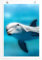 Eau Zone Home Bild - Tierbilder – Delfin - Poster Fotodruck in höchster Qualität