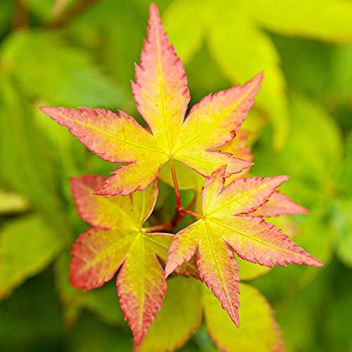 Acero rosso giapponese Acero palmatum Little Princess pianta in vaso ø26 cm Vivaio di Castelletto