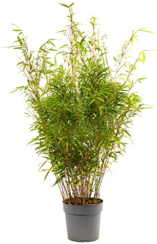Fargesia Rufa - Hardy Red Panda Bamboo, Non-Invasive Garden Plant Clumping Variety, Year-Round Beauty, Perfect for Screening and UK Climate (90-110CM (Incl. Pot))