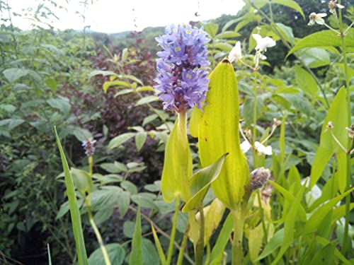 4 Pflanzen Hechtkraut Pontederia Cordata schöne Teichpflanze Wasserpflanze bis 30cm Wasserstand, Dauerblüher aus Naturteich