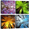 Artscope 4 Teilig Leinwandbilder mit Vier Jahreszeiten des Waldes Motiv Kunstdruck - Moderne Wandbild für Badezimmer Wohnzimmer Wanddekoration - 30 x 30 cm
