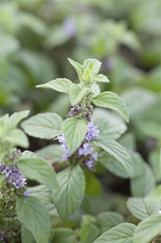 Mentha arvensis 'Banana' ca. 9x9 cm Topf - Bananenminze, duftende Blätter, ideal für Tee und Desserts, bienenfreundlich, pflegeleicht