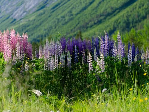 Puzzle 1000 Teile Farbenfrohes Puzzle für Erwachsene und Kinder -Lupinen, Blumen, Feld 70x50cm