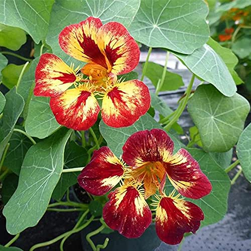 FStening 50 Stück Staude Kapuzinerkresse Samen Landschaft Exquisite Schnittblumen Einzigartige Farbe Natürliches Wachstum Im Freien Geeignet Für Gärtner Pflanzen