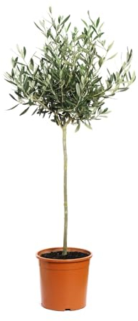echter Olivenbaum als Stamm im Topf Olea europaea | winterharter Oliven Baum Stammhöhe ca. 40 cm | Gesamthöhe inkl. Topf ca. 70-90 cm