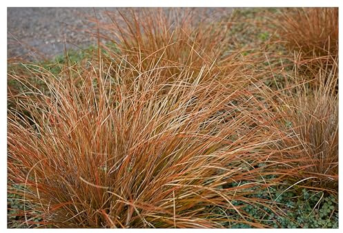 Stauden Gänge 10 x Carex comans 'Bronco' Braune Neuseeland Segge winterhart | Niedriges Ziergras für Sonne bis Halbschatten, Blüte August bis Oktober, mehrjährig, 1 L Topf (11x11 cm)