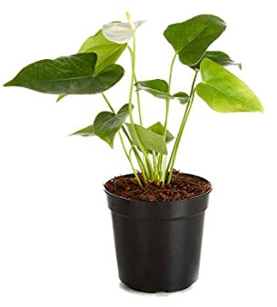 Mini Anturio Flor Blanca Planta Natural de Interior Anthurium