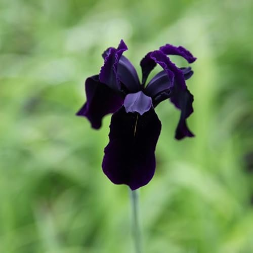 Plant Theory Black-Flowered Gold Marked Iris Perennials Flowering Plants Iris 2L Pot