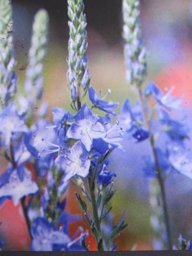Veronica austriaca - Österreichischer Ehrenpreis Verpackungseinheit 3