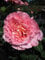 Baumschule Pflanzenvielfalt Rosa Augusta Luise® - Edelrose Augusta Luise®