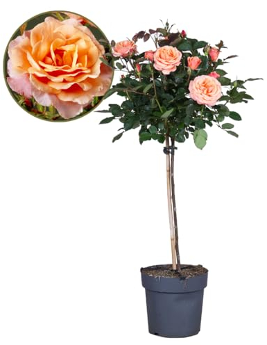 Plant in a Box - Rosa Palace 'Catherine' - Stängelrose XL - Baum - Orange - Topfgröße 19 cm - Höhe 80-100 cm