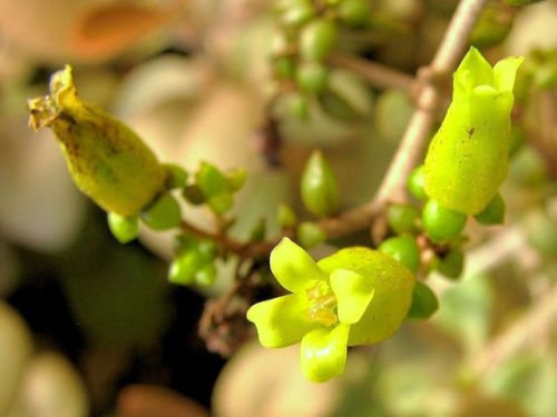 Rame Cucchiaio orgyalis kalanchoe cucchiaio rara succulenta sementi di piante esotiche 50 SEMI:Graines