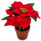 Künstlicher Weihnachtsstern im Blumentopf 20 cm - 3er Set - Kunstblume Poinsettia in naturgetreuer Nachbildung - Christblume Deko Pflanze Seidenblume Kunstpflanze Winterblume mit samtigen Blüten