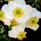Wunderschöne und seltene Anemone, mehrjährige, winterharte Zwiebel, bereit zum Pflanzen, exquisite Dekoration, Topfpflanze-20 zwiebeln-C