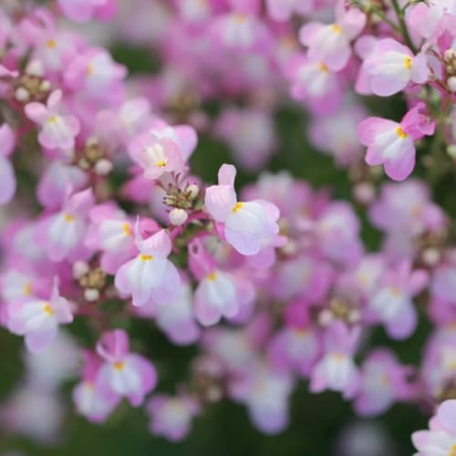 semillas de linaza, Plantas en maceta resistentes al aire libre linaza perenne macizo de flores con semillas orgánicas semillas de flores cortadas plantas para lugares soleados plantas 250pcs