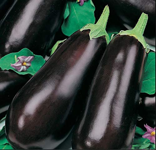 Bolly Bulbs® - Aubergine Seeds 'Long Purple' (100 Seeds)