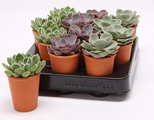Echeveria Succulent House Plant in 5.5 cm Pot Approx 8 cm Tall