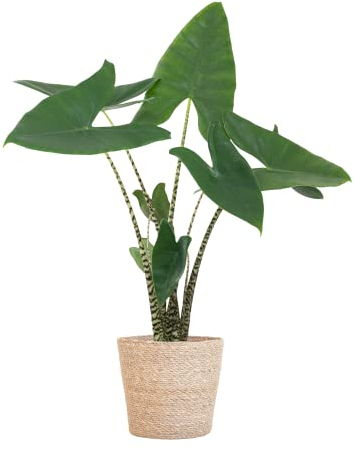 BloomPost Alocasia Zebrina — 60-70 cm + Korb — Zimmerpflanze — Pflegeleichte Zimmerpflanze — Einfach zu züchtende Zimmerpflanzen für das Büro — Topf im Lieferumfang enthalten