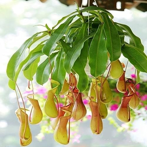 PERZOE 200 piezas de semillas de Nepenthes, jardín, balcón, patio, plantas carnívoras de bonsái en maceta Semillas de nepenthes