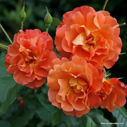 2 x Rosier - Rosa 'Westerland' pot 25-30 cm - Une explosion de couleurs dans votre jardin