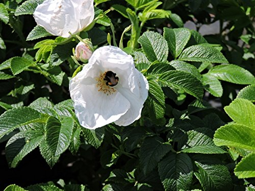 3 Stk. weiße Apfelrose, Hagebutte, Kartoffelrose 'Alba' - (Rosa rugosa 'Alba'), Containerware 40-60 cm