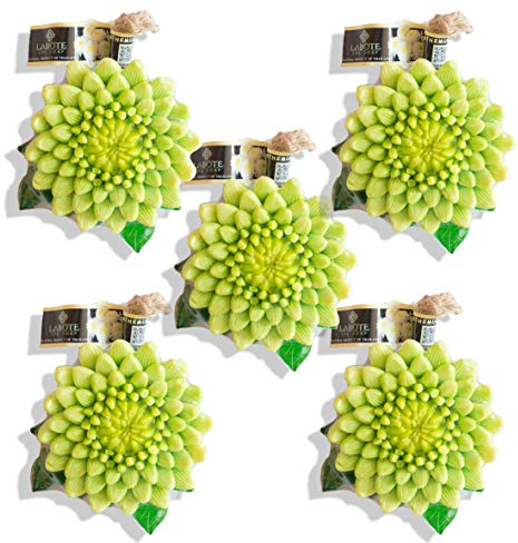 LABOTE Handgemachte thailändische Bio Naturseife Chrysantheme mit typischem Duft, 5 Stück