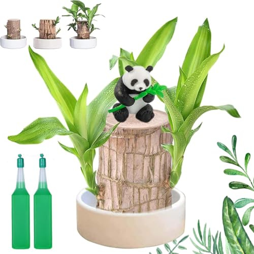 Vgpbphj Mini arbre brésilien, plante en bois brésilien, plantes purifiantes d'air à l'intérieur, souche hydroponique en pot avec plateau en porcelaine/plastique, bambou porte-bonheur avec instructions