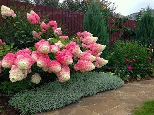 Pinkdose 20 PC/bag Hydrangea paniculata & # 39; Vanille Fraise & # 39; Erdbeer-Hortensie Pflanze Bonsai Blumentopfpflanze für Hausgarten: 1