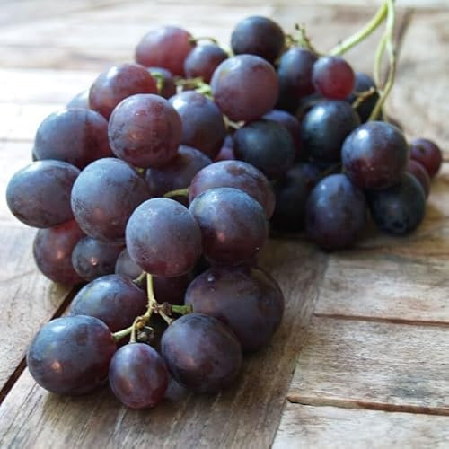 Kyoho grosse blaue Pflaumentraube vitis vinifera 60-100 cm 1-3,5 Liter Topf