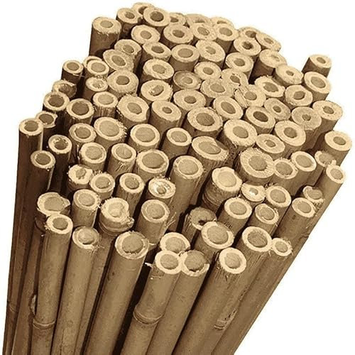 CANNE DI BAMBOO THAI - SOSTEGNO NATURALE per POMODORI E RAMPICANTI, IDEALE PER ORTAGGI, PIANTE E ORTO - Canna Bamboo - (50 canne CM.150 / Ø 18/20)