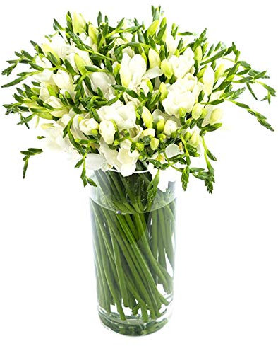 Fresh Freesias White 50 Stems Freesias by Post Freesia Bouquet UK Freesia Delivery Freesia Flowers Delivered Letterbox Freesias