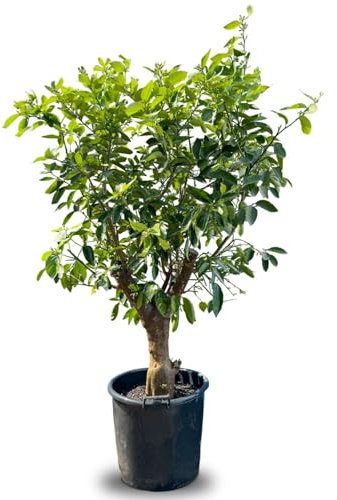 Sunny Tree - Limettenbaum - 20 Jahre alt - Citrus Latifolia - Zitruspflanze - Obst - 180 zentimeter - A+ Ware