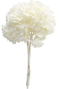 Pandecor Mazzo di Ortensie stabilizzate Colore Bianco Ottimo talcato d. 20cm
