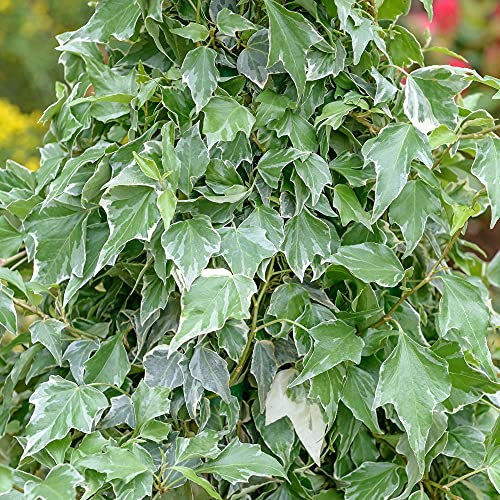 Edera Hedera Ghiacciaio Arbusto rampicante sempreverde Giardino d'inverno | 15-30 cm (vaso incluso)
