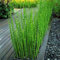 80 Pc Semi Di Equiseto Invernale - Grandi Piante D'Appartamento, Piante D'Appartamento Verdi, Equisetum Hyemale, Piante Aromatiche, Semi Di Piante D'Appartamento Purificanti Dell'Aria,