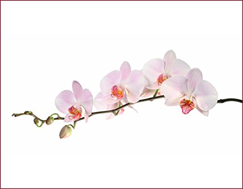 Schön und Wieder Opolux Fensterfolie | Sichtschutzfolie | Badezimmerfolie | Küchenfolie | Motivfolie | mit Orchidee Motiv 40x30cm