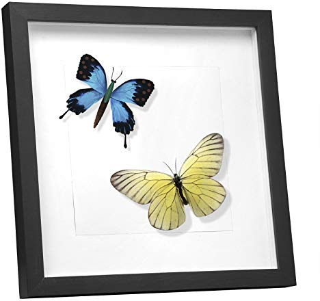 EUGAD Cadre Photo, 3D, Vitre en Verre avec Papier Passe-Partout, Cadre de Boîte d'Ombre pour Objets jusqu'à 1,5cm, en Bois, 40x40cm, Noir