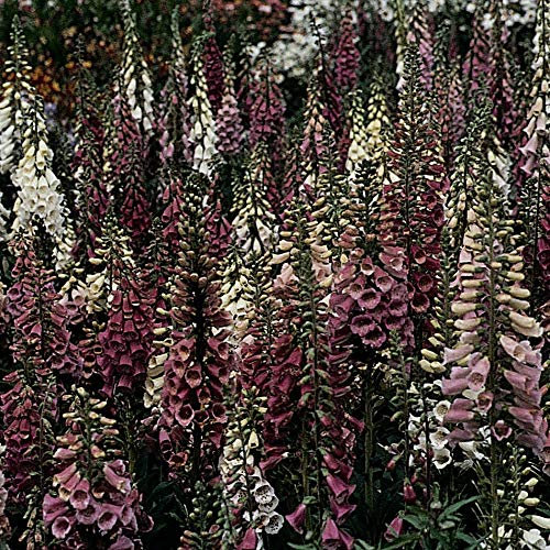 Foxglove (Digitalis) Foxy 1 litre, hardy perennial potted plant by Thompson and Morgan