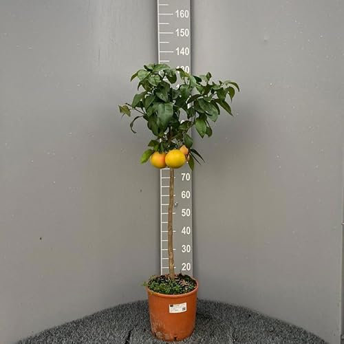 SAVINI VIVAI Grapefruitpflanze, rosa Grapefruit-Zitrusbaum, im 24 cm Topf, Höhe 90–110 cm, 3–4 Jahre Veredelung, hergestellt in Italien
