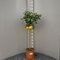 SAVINI VIVAI Grapefruitpflanze, rosa Grapefruit-Zitrusbaum, im 24 cm Topf, Höhe 90–110 cm, 3–4 Jahre Veredelung, hergestellt in Italien