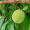 15 pcs Pfirsichbaum Samen, samen obst, extrem winterharte kübelpflanzen Pfirsichbaum, Prunus persica, exotische pflanzen samen garten hochbeet blumensamen, nachhaltige geschenke exotische