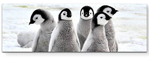 Eau Zone Wandbild auf Leinwand 120x40cm Pinguinküken in der Antarktis