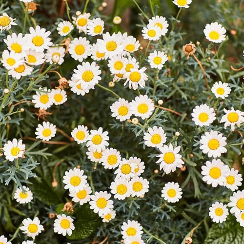 100 pz matricaria camomilla fiori di campo, piante perenni resistenti veri semi di camomilla perenni semi di fiori, pascolo delle semi di piante, piante in vaso resistenti piante