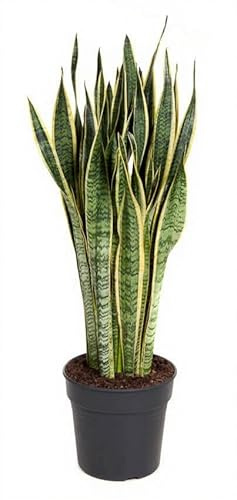 Sansevieria Laurentii Bogenhanf gelb gerandet aufrecht wachsend Zimmerpflanze 60 cm Höhe
