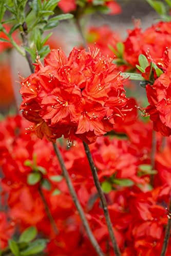 Rhododendron luteum 'Nabucco' 30-40 cm - Rhododendron, leuchtend rote Blüten, Blütezeit Mai-Juni, ideal für Rabatten, winterhart und pflegeleicht
