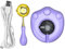 MagiDeal Chauffe-Cire électrique pour Sceau de Cire, Four à Cire à cacheter en Forme de Patte de Chaton Mignon, Violet