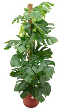 Monstera Pertusum XL einschließlich Jazz Round rot - 140-150cm - Ø26cm - Zimmerpflanze - Komplett-Set - Pflanze mit Topf