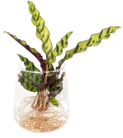 Calathea Lancifolia in der Hydrokultur